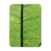 Extreme Green Leaf Magneet (Verticaal)
