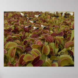 Extreme sport for flies. poster