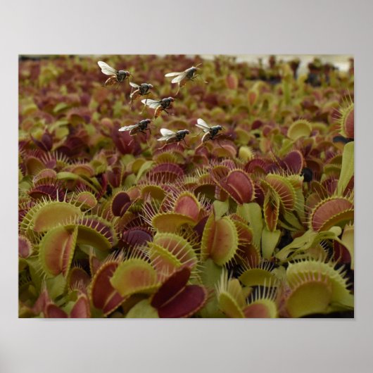 Extreme sport for flies. poster (Voorkant)