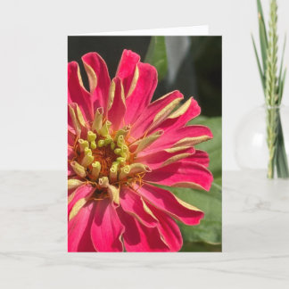 Exuberant Zinnia Blank Greeting Card Kaart