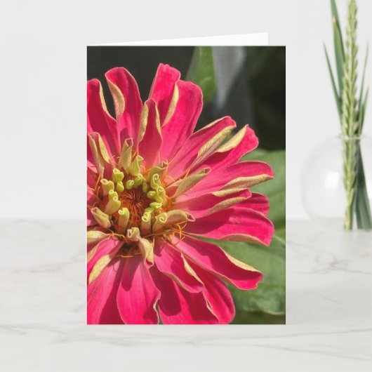 Exuberant Zinnia Blank Greeting Card Kaart (Voorkant)