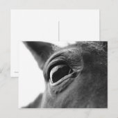 Eye of pony 1 briefkaart (Voorkant / Achterkant)