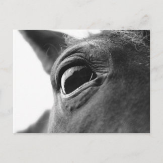 Eye of pony 1 briefkaart