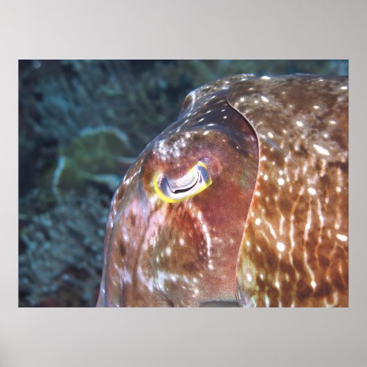 Eye of the Cuttlefish Poster (Voorkant)