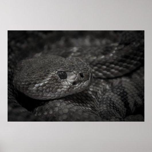 eye of the snake poster (Voorkant)