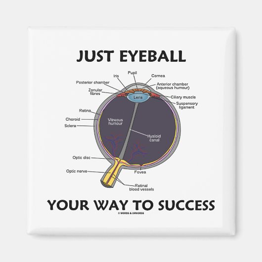 Eyeball je weg naar succes (ooganatomie) magneet (Voorkant)
