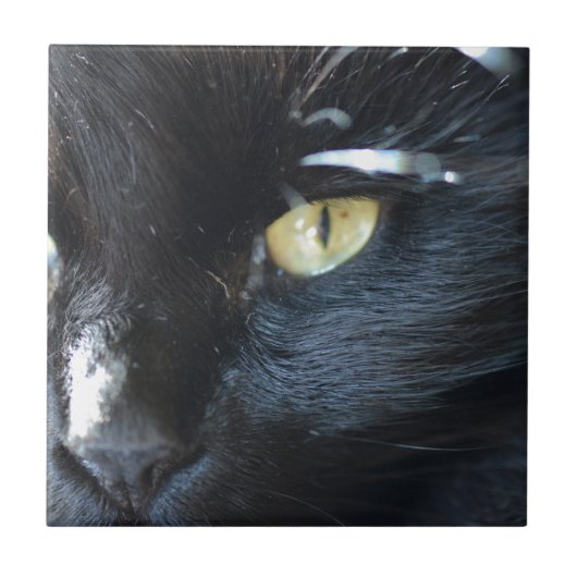 Eyeing van de kat u tegeltje (Voorkant)