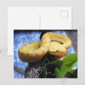 Eyelash Viper Aankondigingskaart (Voorkant / Achterkant)