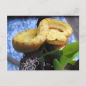 Eyelash Viper Aankondigingskaart (Voorkant)