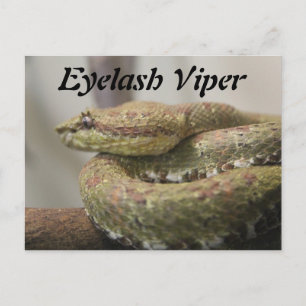Eyelash Viper Briefkaart