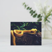 Eyelash viper, Mexico en Californië Briefkaart (Staand voorkant)