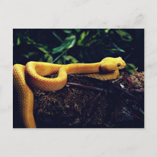 Eyelash viper, Mexico en Californië Briefkaart