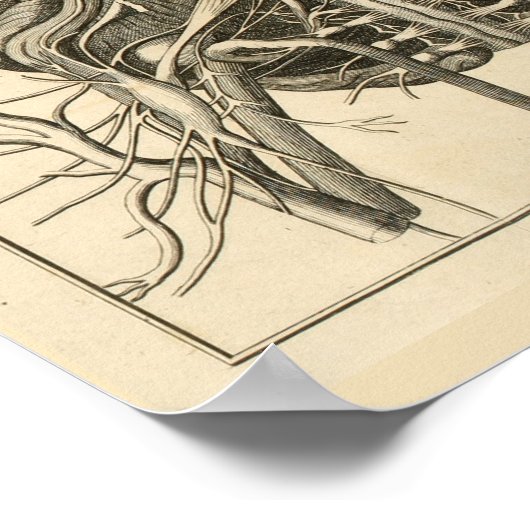 Eyes Brain Cranial Nerves Anatomy Print (Hoek)