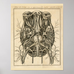 Eyes Brain Cranial Nerves Anatomy Print
