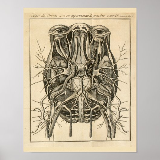 Eyes Brain Cranial Nerves Anatomy Print (Voorkant)