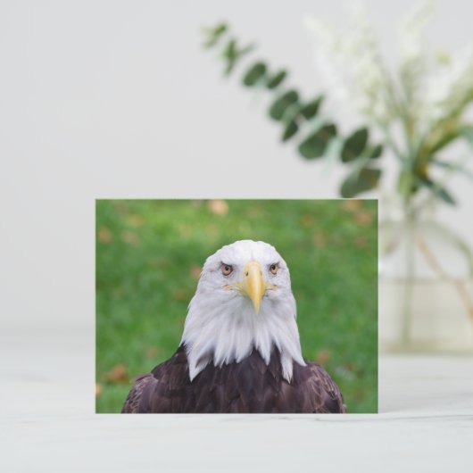 Eyes of a Bald Eagle Briefkaart (Staand voorkant)
