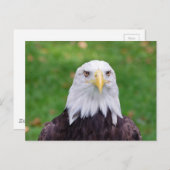 Eyes of a Bald Eagle Briefkaart (Voorkant / Achterkant)