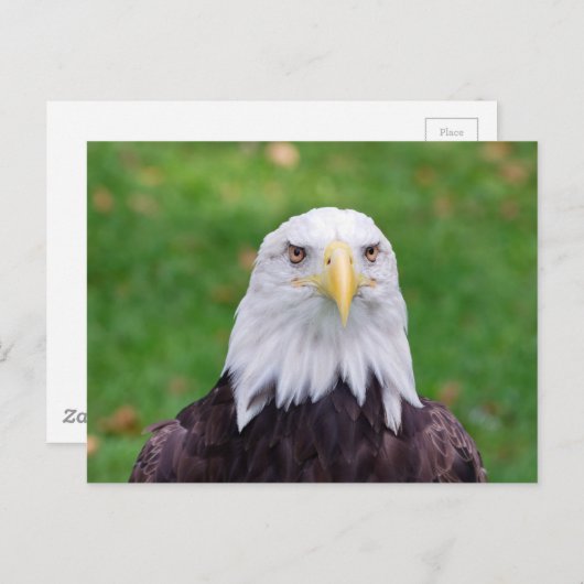 Eyes of a Bald Eagle Briefkaart (Voorkant / Achterkant)