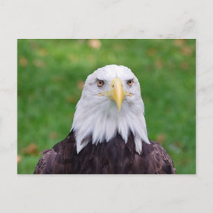 Eyes of a Bald Eagle Briefkaart