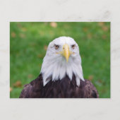 Eyes of a Bald Eagle Briefkaart (Voorkant)