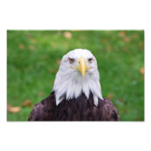 Eyes of a Bald Eagle Foto Afdruk (Voorkant)