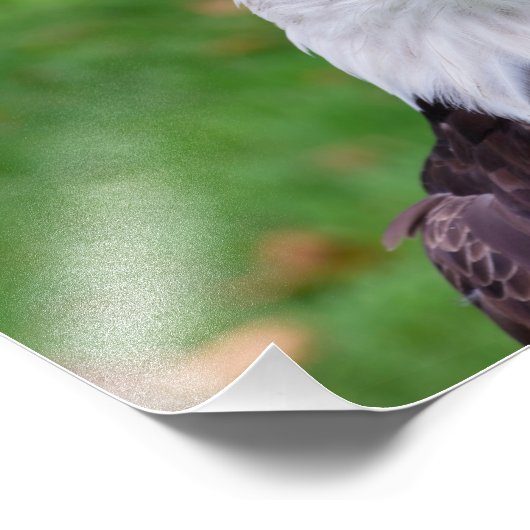 Eyes of a Bald Eagle Foto Afdruk (Hoek)