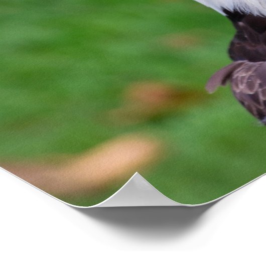 Eyes of a Bald Eagle Poster (Hoek)