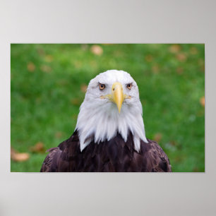 Eyes of a Bald Eagle Poster