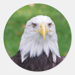 Eyes of a Bald Eagle Ronde Sticker