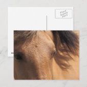 Eyes of a Brown Horse Briefkaart (Voorkant / Achterkant)
