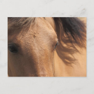 Eyes of a Brown Horse Briefkaart
