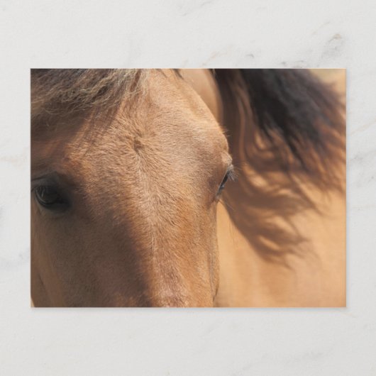 Eyes of a Brown Horse Briefkaart (Voorkant)