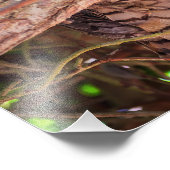 Eyes of the Night: Great Horned Owl Foto Afdruk (Hoek)