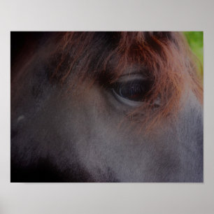 Eyes of the Soul Percheron Draft Horse Poster