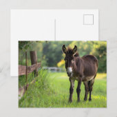 Ezel Ansichtkaart  Briefkaart (Voorkant / Achterkant)