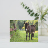 Ezel Briefkaart (Staand voorkant)