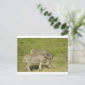 ezel briefkaart (Staand voorkant)