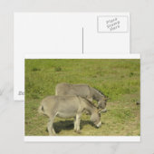 ezel briefkaart (Voorkant / Achterkant)