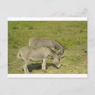 ezel briefkaart