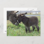 ezel briefkaart (Voorkant / Achterkant)