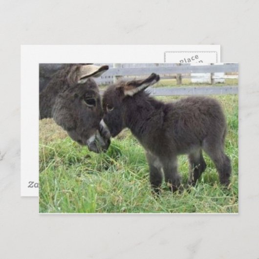 ezel briefkaart (Voorkant / Achterkant)