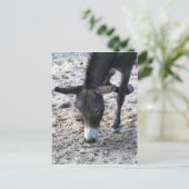 Ezel Briefkaart (Staand voorkant)