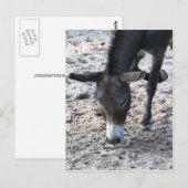 Ezel Briefkaart (Voorkant / Achterkant)