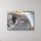 Ezel Close - Omhoog van Gezicht Canvas Afdruk (Voorkant)