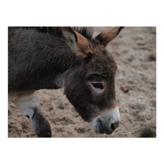 Ezel donkey  perfect poster (Voorkant)