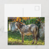 Ezel Gevlekte Ansichtkaart Briefkaart (Voorkant / Achterkant)