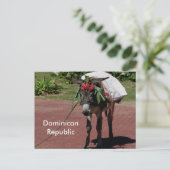 ezel in de Dominicaanse Republiek op een briefkaar Briefkaart (Staand voorkant)