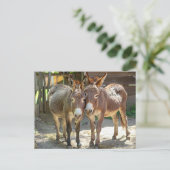 Ezel in liefde Postkaart (Staand voorkant)