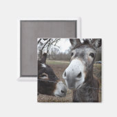 Ezel! Magneet (Voorkant / Achterkant)