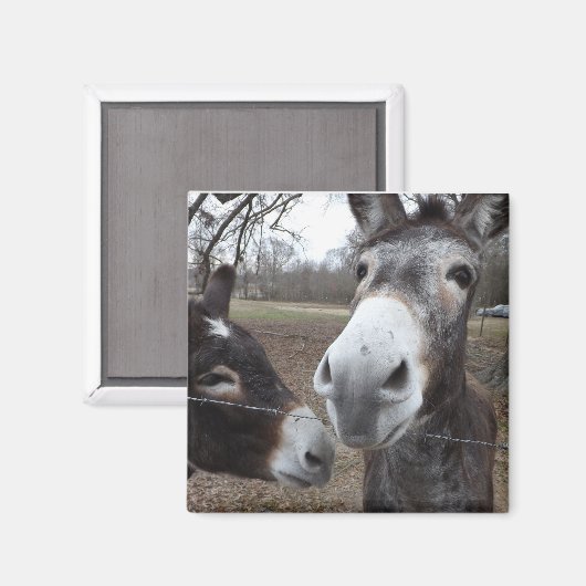 Ezel! Magneet (Voorkant / Achterkant)